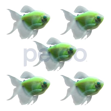 Electric Green Longfin Tetra - 5 Pack