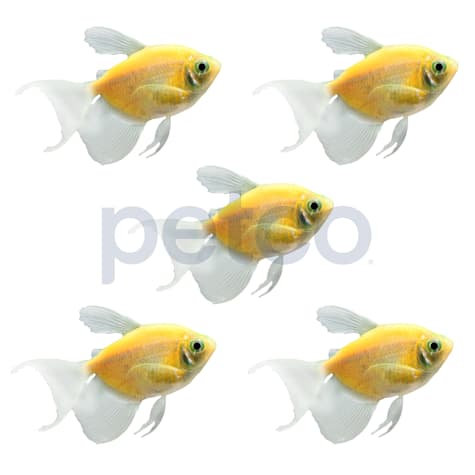 Sunburst Orange Longfin Tetra - 5 Pack