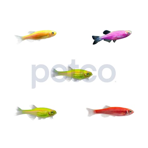 Assorted GloFish Danio 5-Pack