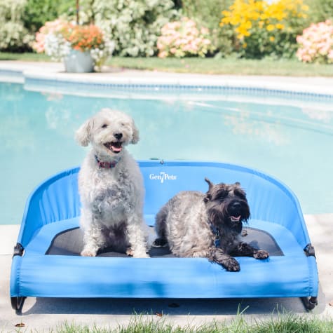 Gen7Pets Trailblazer Blue Cool-Air Cot for Dogs