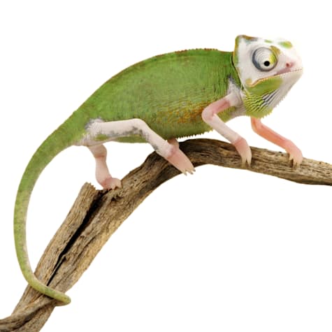Piebald Veiled Chameleon