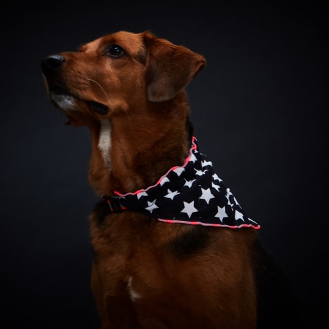 petco dog bandana