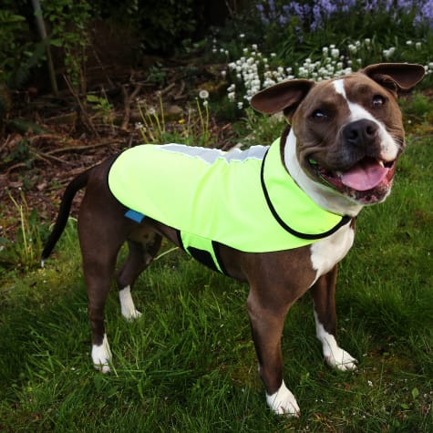 Healers Spot-Lite Dog Reflective Jacket with Green LED Lights