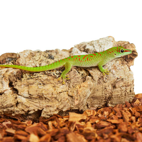 petco reptile day