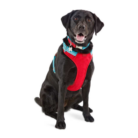 dog collar harness combo