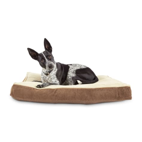 EveryYay Essentials Snooze Fest Lounger Dog Bed