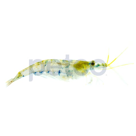 Blue Shrimp