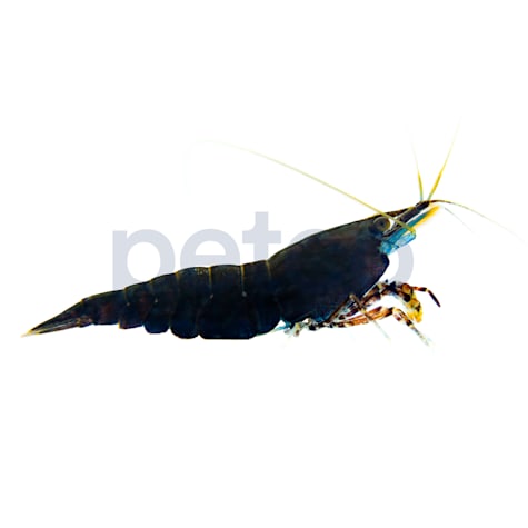 Chocolate Shrimp