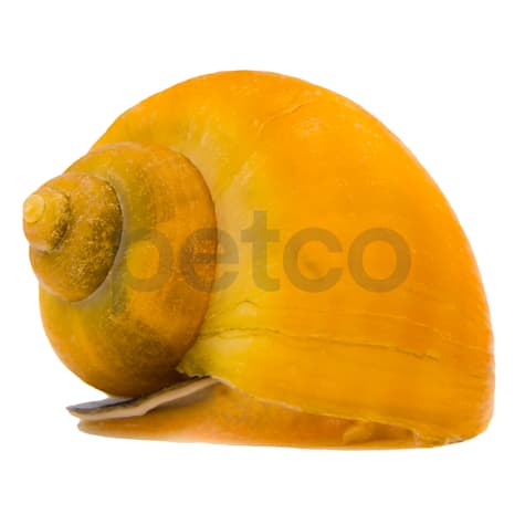 Gold Inca Snail