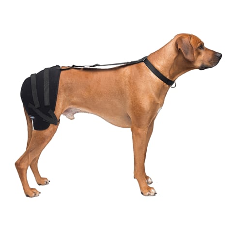 Caldera Hot & Cold Therapy Wrap with Gel for Dogs Hip