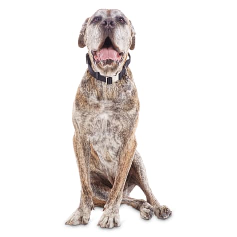 YOULY Control Handle Collar for Big Dogs