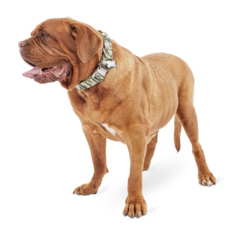 large breed dog collars