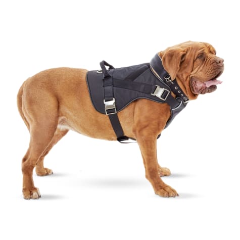 good2go pet harness