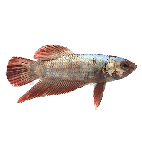 Male Red Platinum Dragon Betta