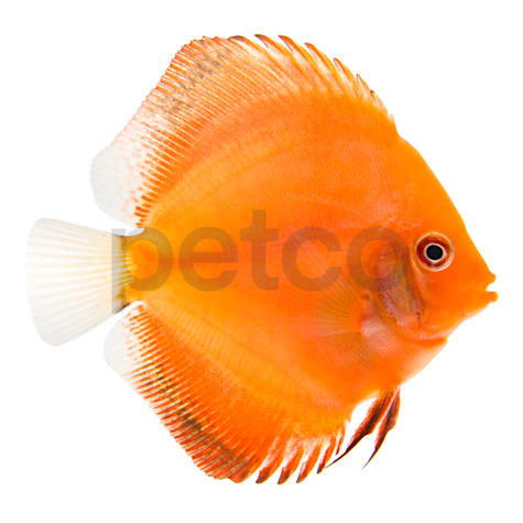 Marlboro Red Discus