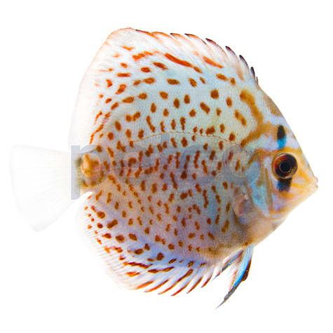 Blue Turquoise Discus