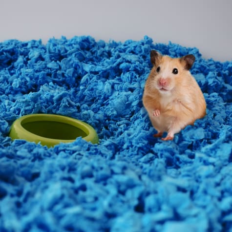 hamster bedding