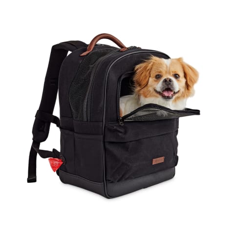 dog in carrier