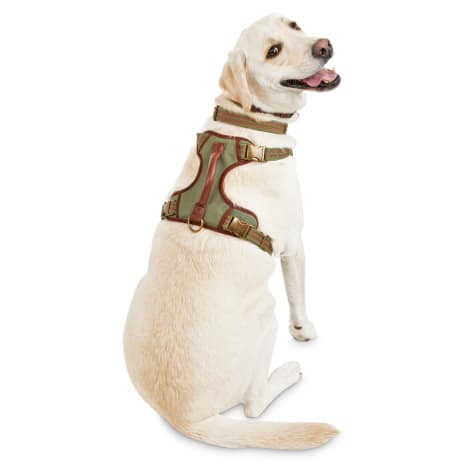 dog in a harness