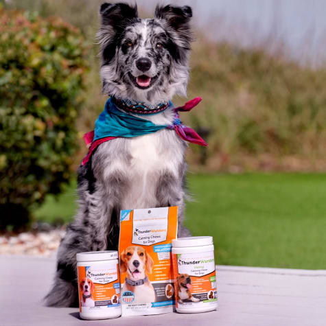 calming treats for dogs petco