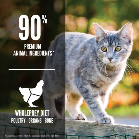 ORIJEN Cat \u0026 Kitten Dry Cat Food, 12 