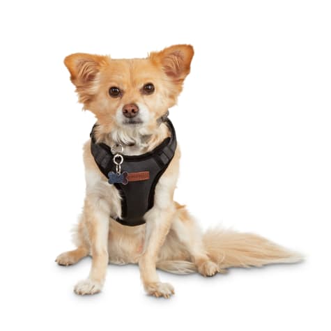 petco dog harness