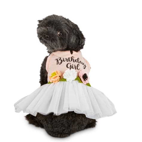 Girly Dog Outfits