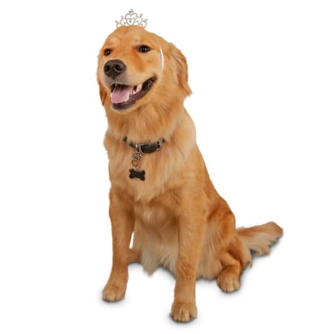 dog tiara