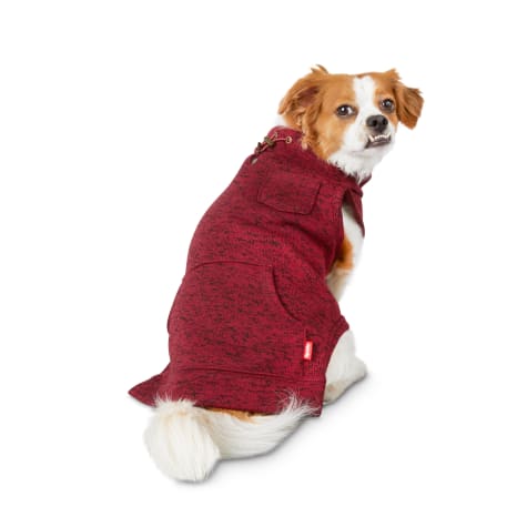 dog on sweater