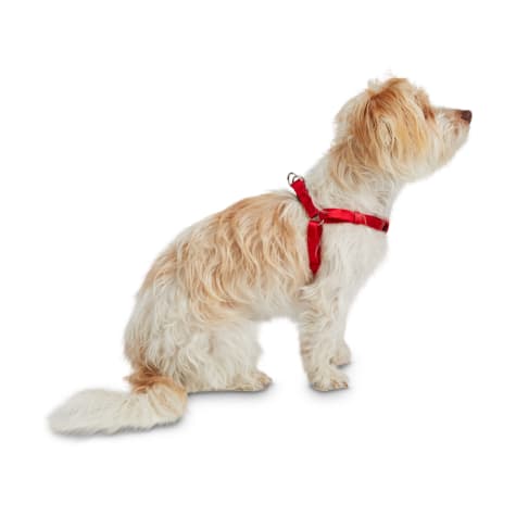 petco dog harness