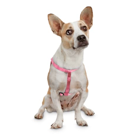 small dog harness