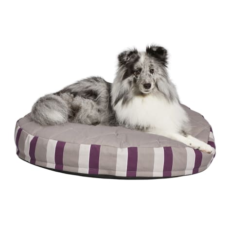 purple dog bed