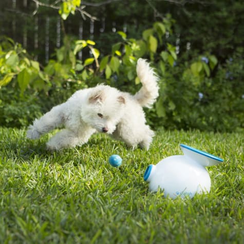 ifetch interactive ball launcher dog toy