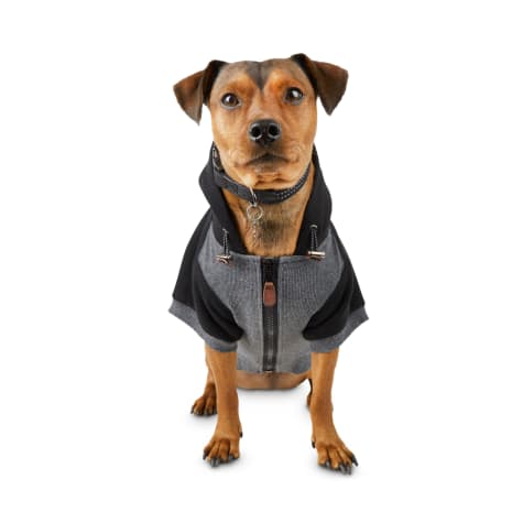 color block dog hoodie