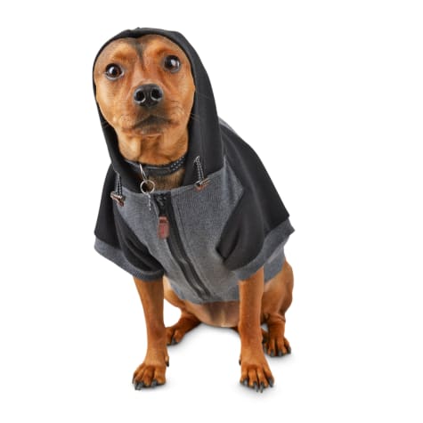 color block dog hoodie