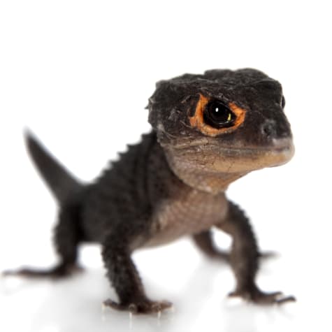 Red-Eyed Crocodile Skink