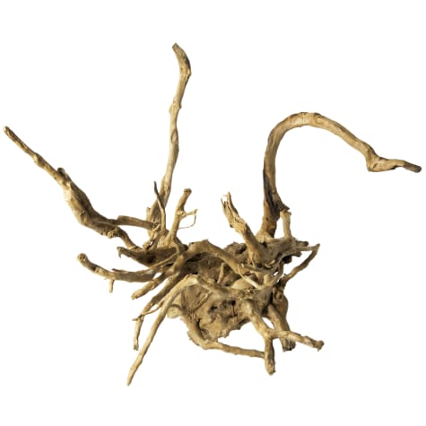 Galapagos Spider Wood