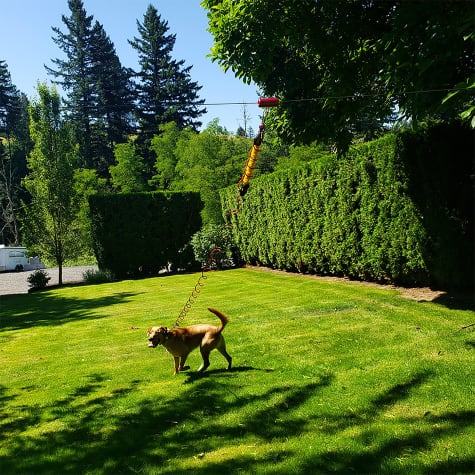 dog tie out around tree