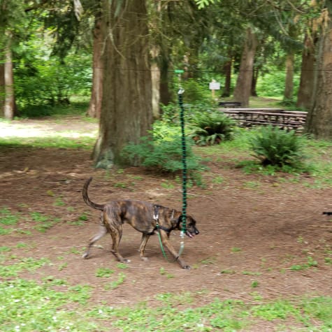 dog tie out around tree