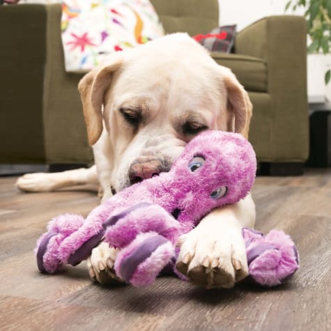 stuffed turtle dog toy