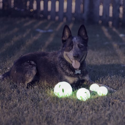 glow ball for dogs