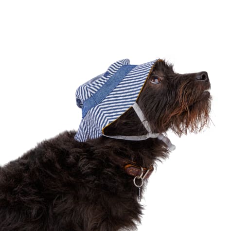 bucket hat for dogs