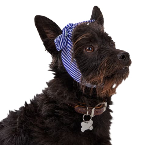 tie the dog