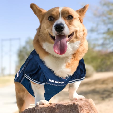 patriots jersey dog