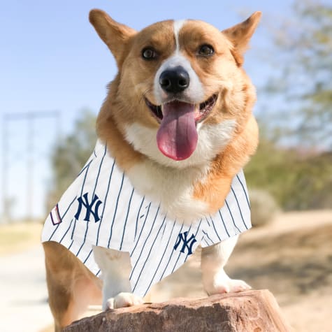 new york yankees dog jersey