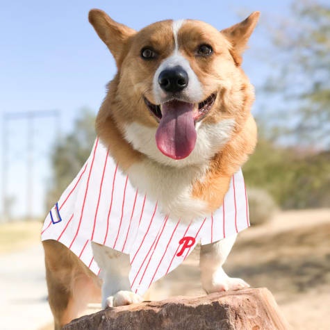 phillies jersey for dogs