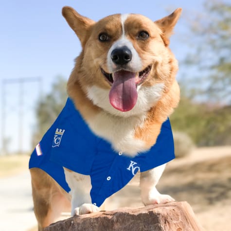 royals dog jersey