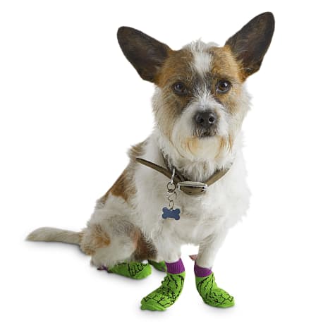 small dog socks
