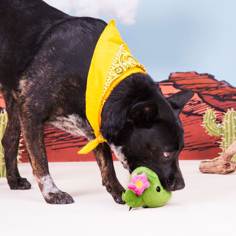 consuela the cactus dog toy