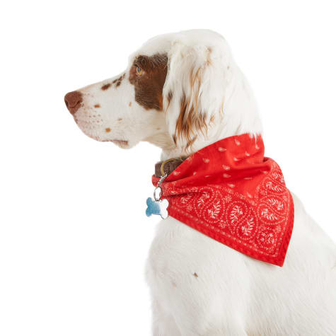 petco dog bandana